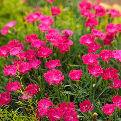 'Paint the Town Magenta' Pinks (Dianthus hybrid)