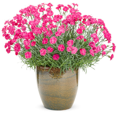 'Paint the Town Magenta' Pinks (Dianthus hybrid)