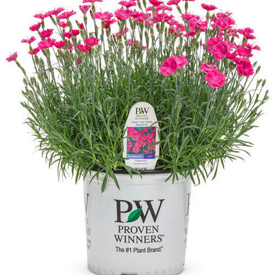 'Paint the Town Magenta' Pinks in container.