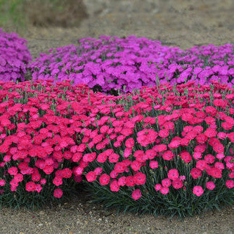 'Paint the Town Magenta' Pinks in use.