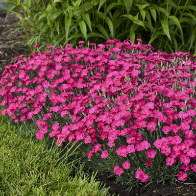 'Paint the Town Magenta' Pinks in use.