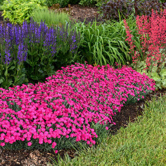 'Paint the Town Magenta' Pinks in use.