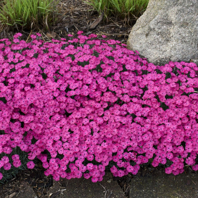 'Paint the Town Magenta' Pinks in use.