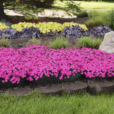 'Paint the Town Magenta' Pinks in use.