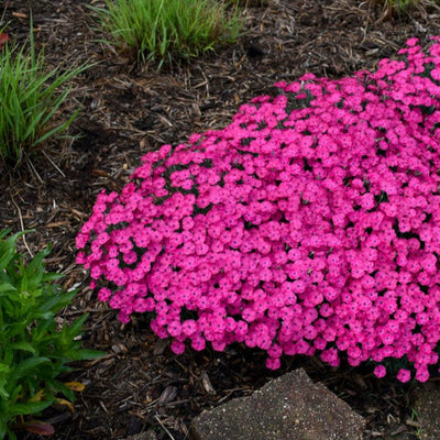 'Paint the Town Magenta' Pinks in use.