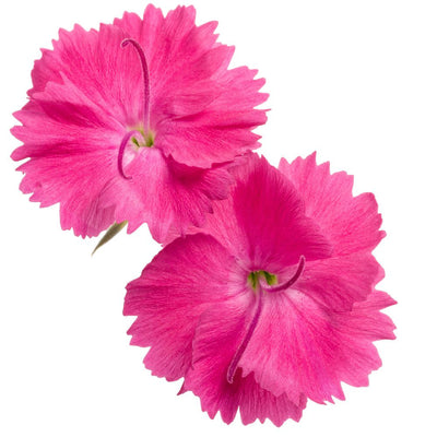 'Paint the Town Magenta' Pinks (Dianthus hybrid)