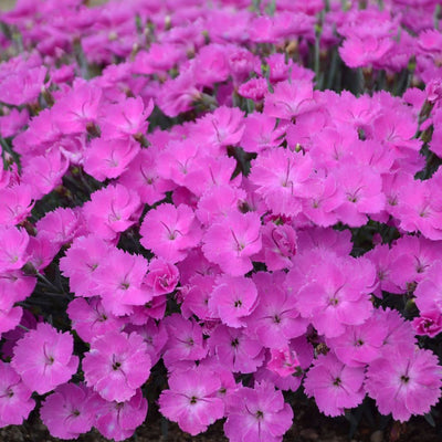 'Paint the Town Fuchsia' Pinks (Dianthus hybrid)