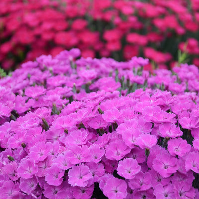 'Paint the Town Fuchsia' Pinks in focus.