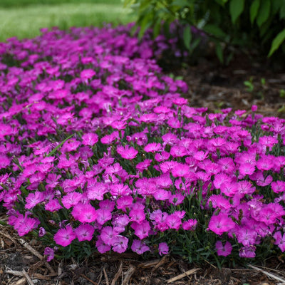 'Paint the Town Fuchsia' Pinks (Dianthus hybrid)