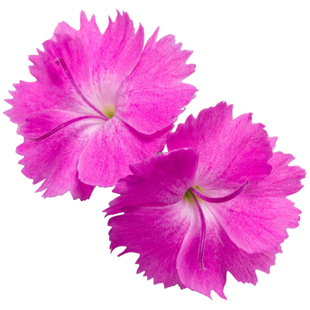 Pinks | 'Paint the Town Fuchsia' | Proven Winners® Perennials