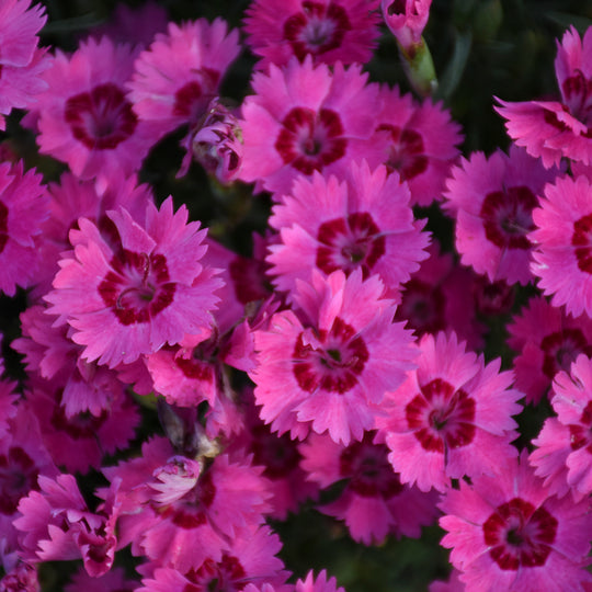 'Paint the Town Fancy' Pinks (Dianthus hybrid)