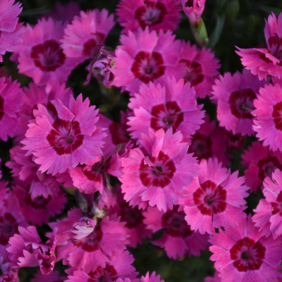 'Paint the Town Fancy' Pinks up close.