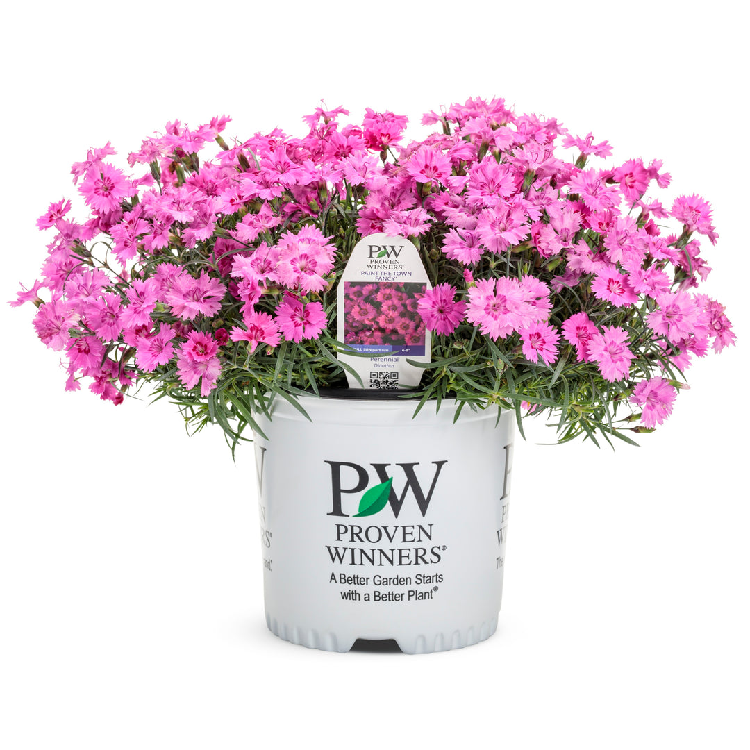 Pinks | 'Paint the Town Fancy' | Proven Winners® Perennials