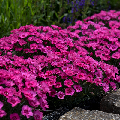 'Paint the Town Fancy' Pinks in focus.