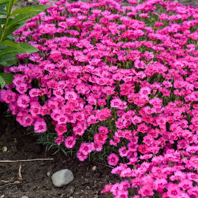 'Paint the Town Fancy' Pinks (Dianthus hybrid)