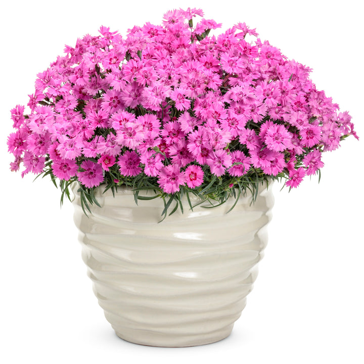 Pinks | 'Paint the Town Fancy' | Proven Winners® Perennials
