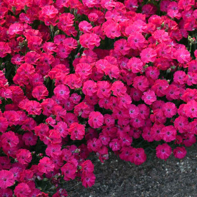 'Paint the Town Red' Pinks (Dianthus hybrid)