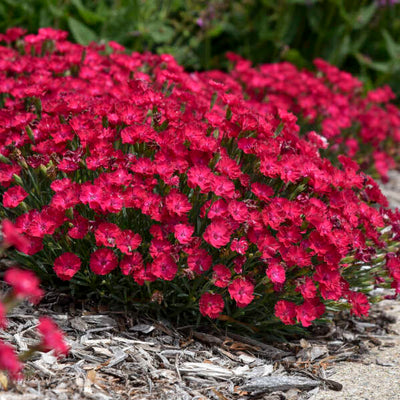 'Paint the Town Red' Pinks (Dianthus hybrid)