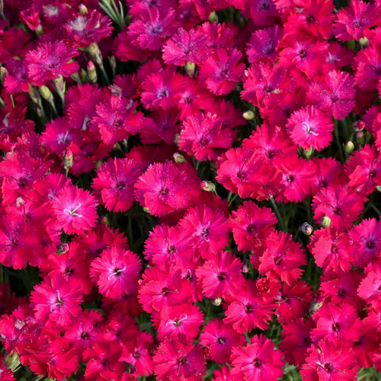 'Paint the Town Red' Pinks (Dianthus hybrid)