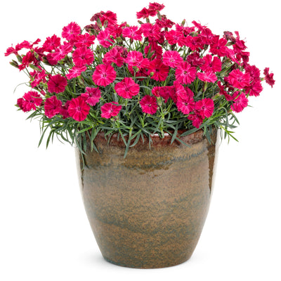 'Paint the Town Red' Pinks (Dianthus hybrid)