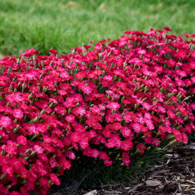 'Paint the Town Red' Pinks (Dianthus hybrid)