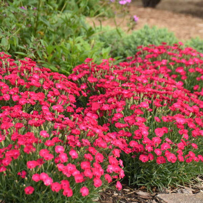 'Paint the Town Red' Pinks (Dianthus hybrid)