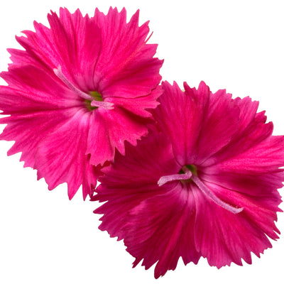 'Paint the Town Red' Pinks (Dianthus hybrid)