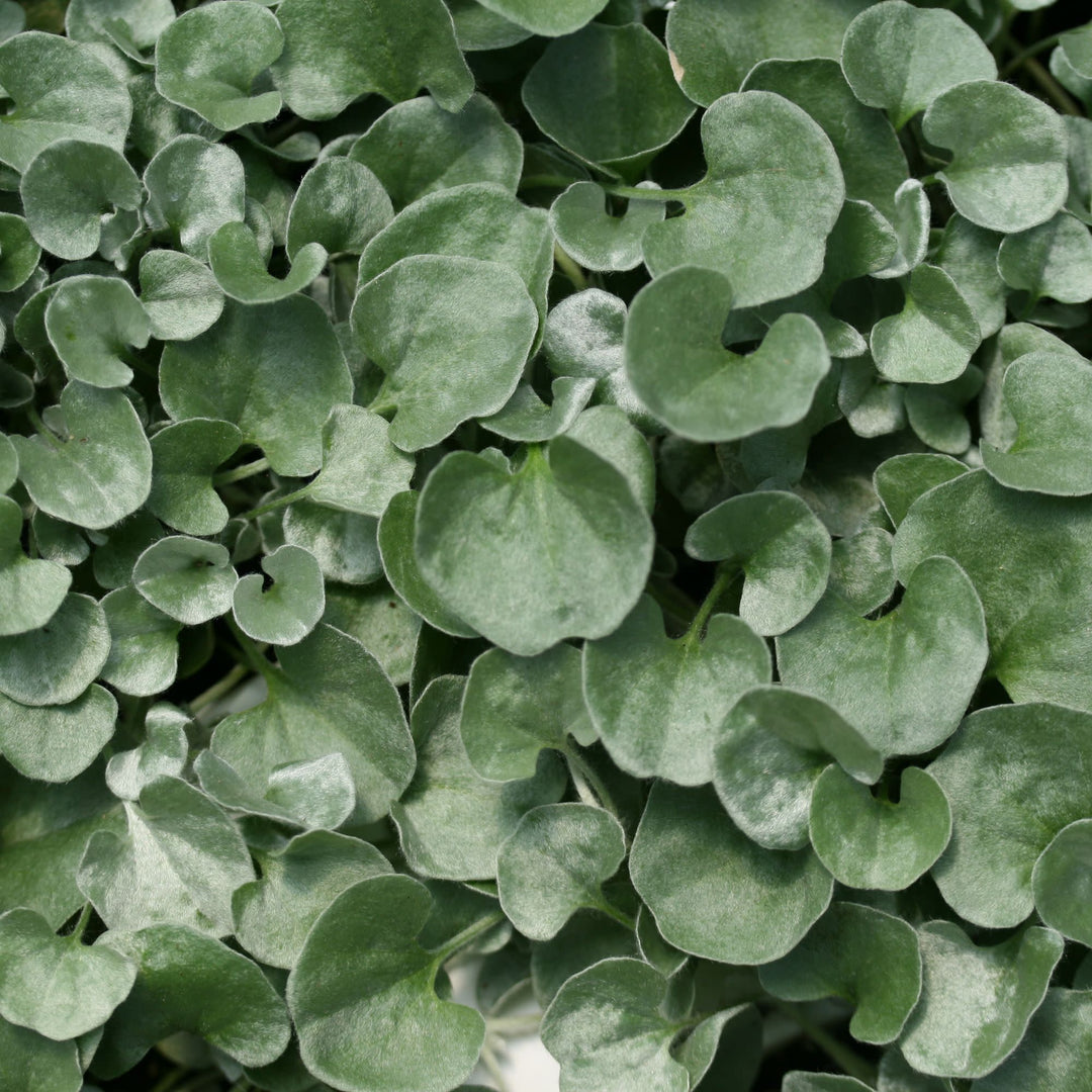 silver foliage plants for hanging baskets Silver Ponysfoot | Silver Falls™