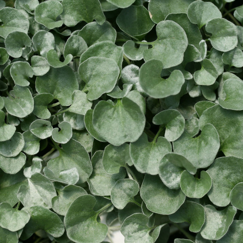 Silver Falls™ Silver Ponysfoot (Dichondra argentea)