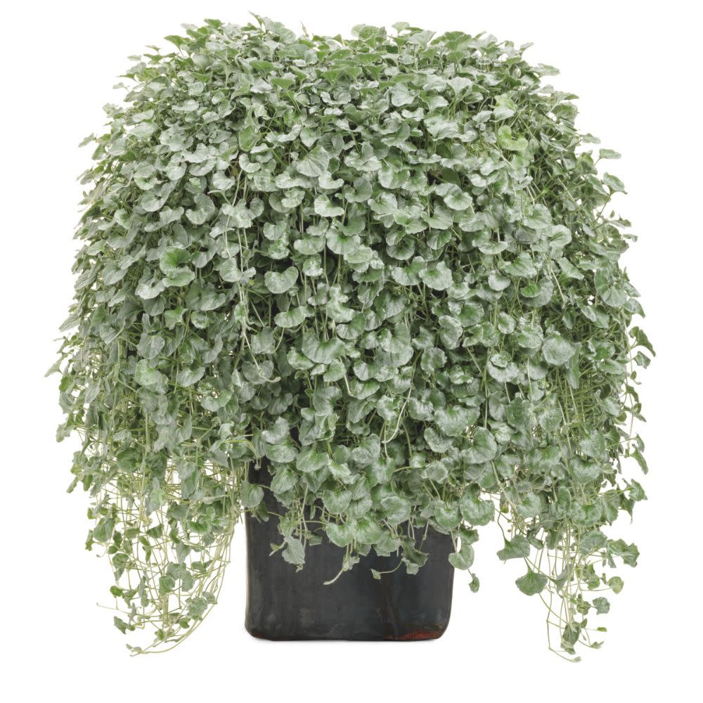 silver falls hanging plant Silver Ponysfoot | Silver Falls™