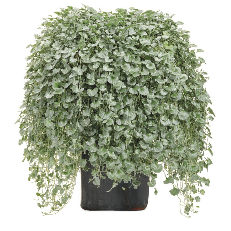 Silver Falls™ Silver Ponysfoot (Dichondra argentea)