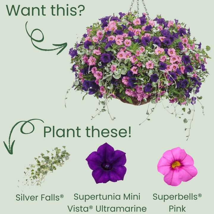 Silver Ponysfoot | Silver Falls™ | Proven Winners® Annuals