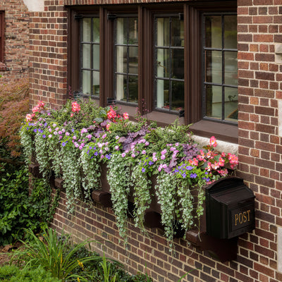 Silver Falls™ Silver Ponysfoot (Dichondra argentea)