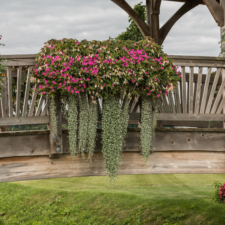 silver hanging plant Silver Falls™ Silver Ponysfoot (Dichondra argentea)