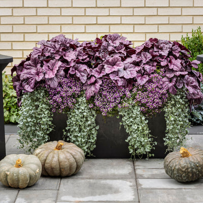 Silver Falls™ Silver Ponysfoot (Dichondra argentea)