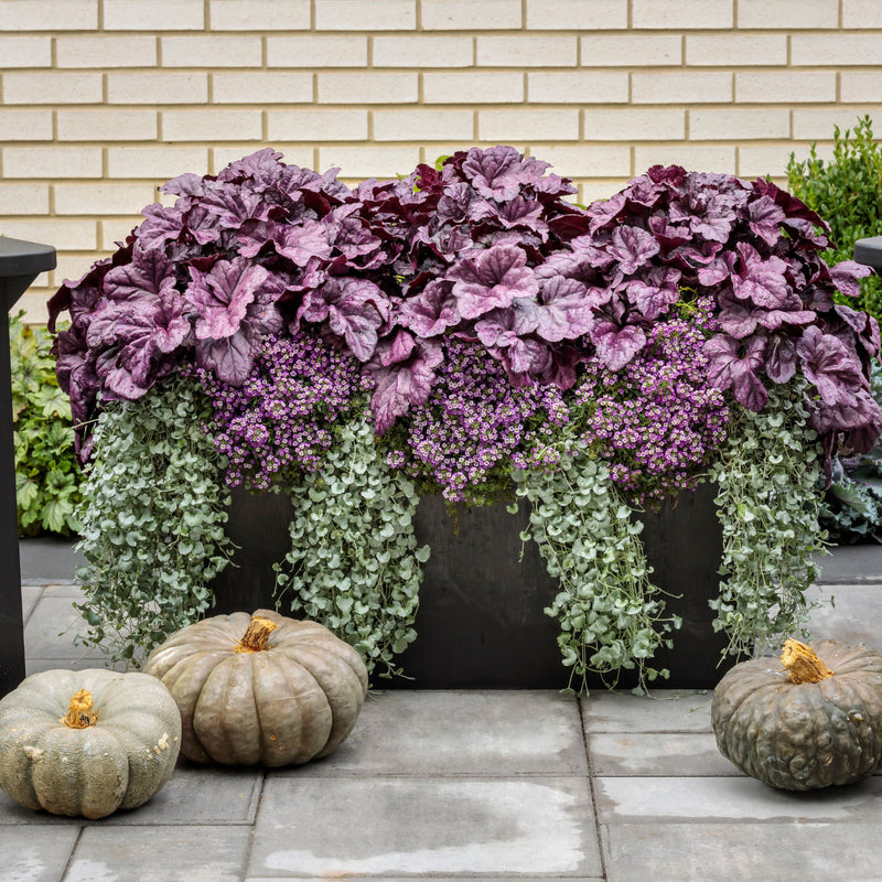 Silver Falls™ Silver Ponysfoot (Dichondra argentea)