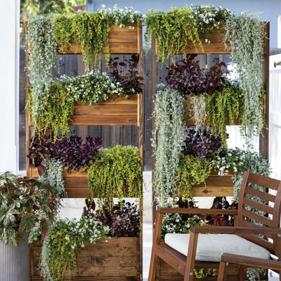 Silver Falls™ Silver Ponysfoot (Dichondra argentea)