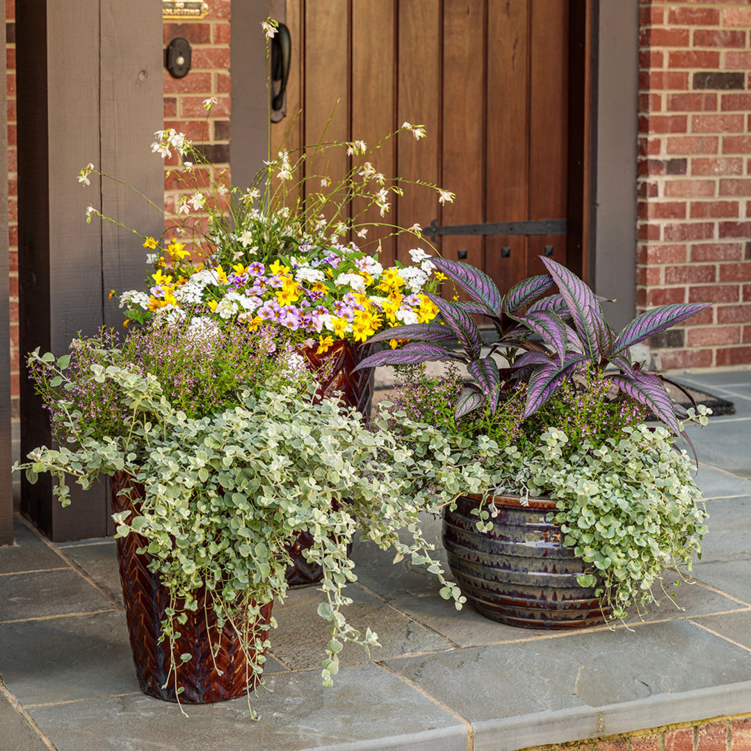 silver leaf plants for hanging baskets Silver Falls™ Silver Ponysfoot (Dichondra argentea)