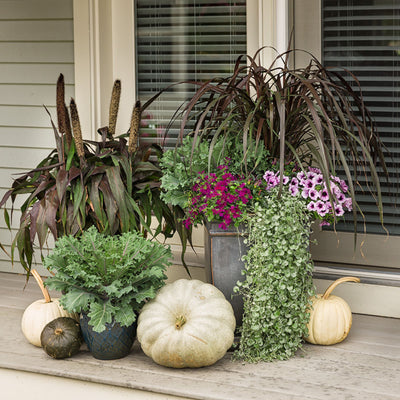 Silver Falls™ Silver Ponysfoot (Dichondra argentea)