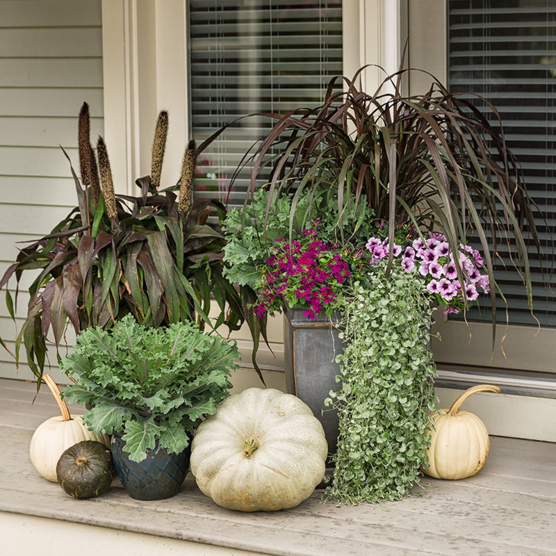 Silver Falls™ Silver Ponysfoot (Dichondra argentea)