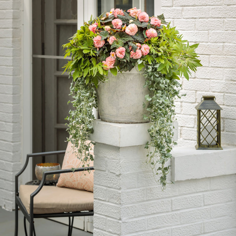 Silver Falls™ Silver Ponysfoot (Dichondra argentea)