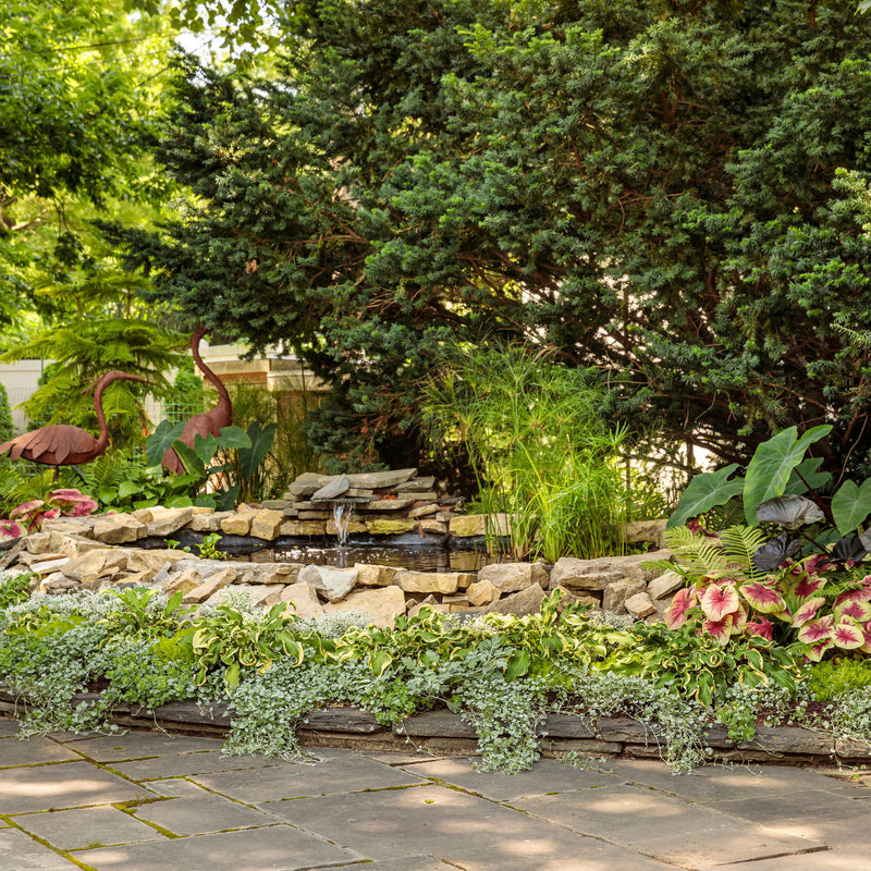 Silver Falls™ Silver Ponysfoot (Dichondra argentea)