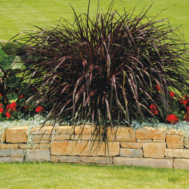 Silver Falls™ Silver Ponysfoot (Dichondra argentea)