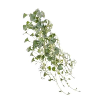 Silver Falls™ Silver Ponysfoot (Dichondra argentea)