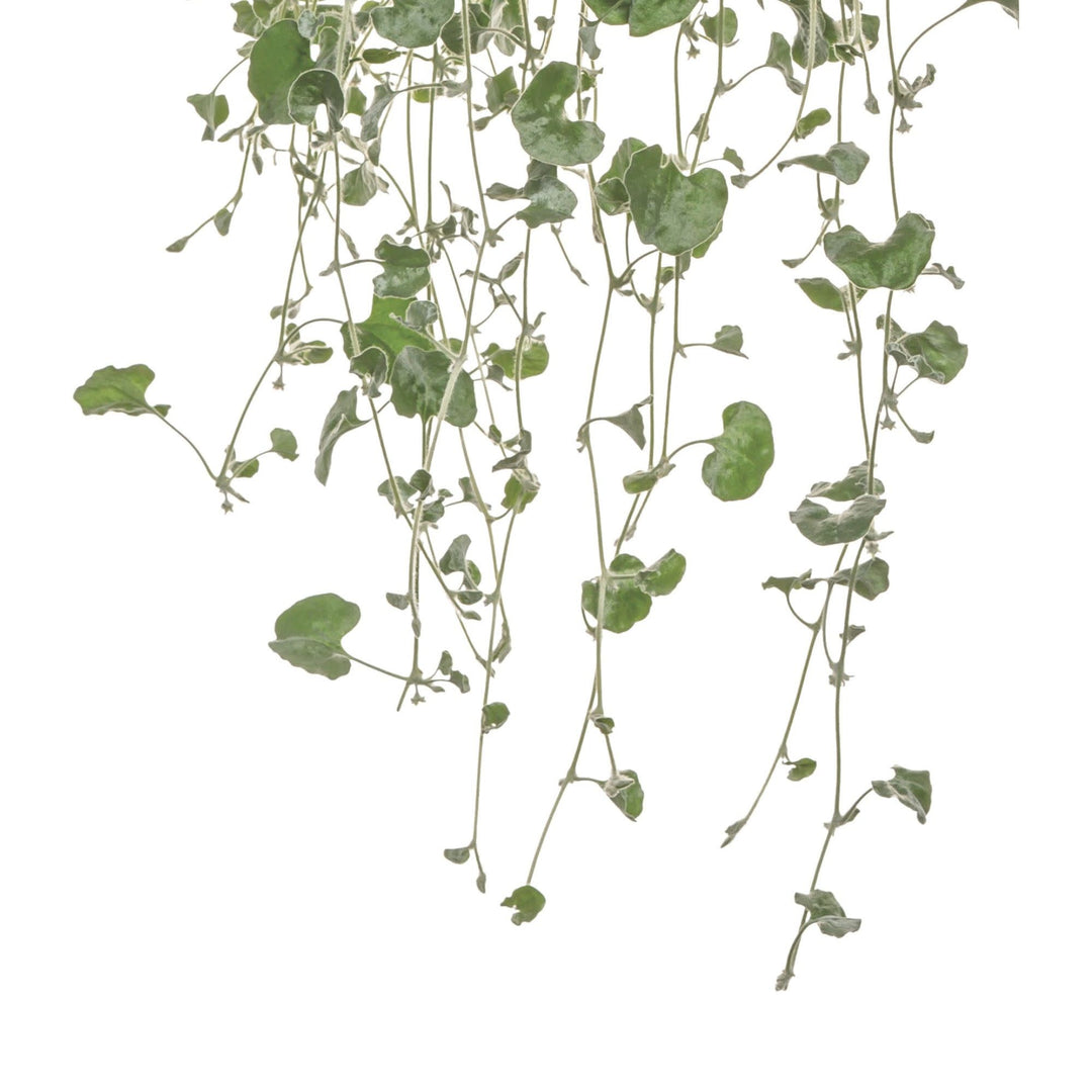 Silver Ponysfoot | Silver Falls™ | Proven Winners® Annuals