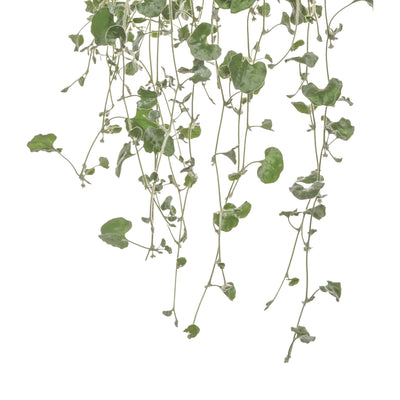 Silver Falls™ Silver Ponysfoot (Dichondra argentea)