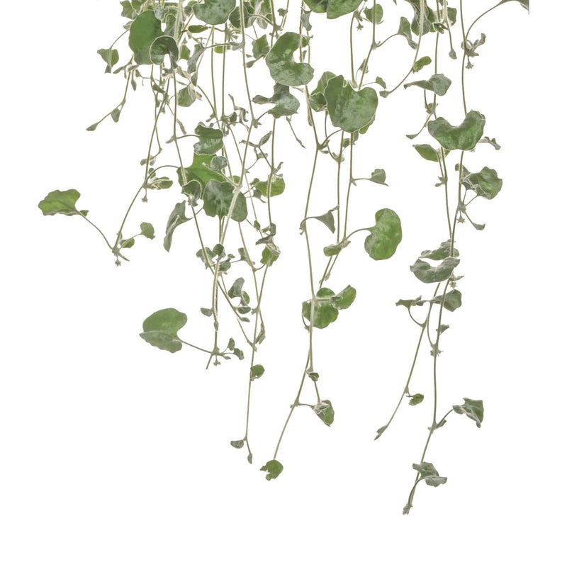 Silver Falls™ Silver Ponysfoot (Dichondra argentea)