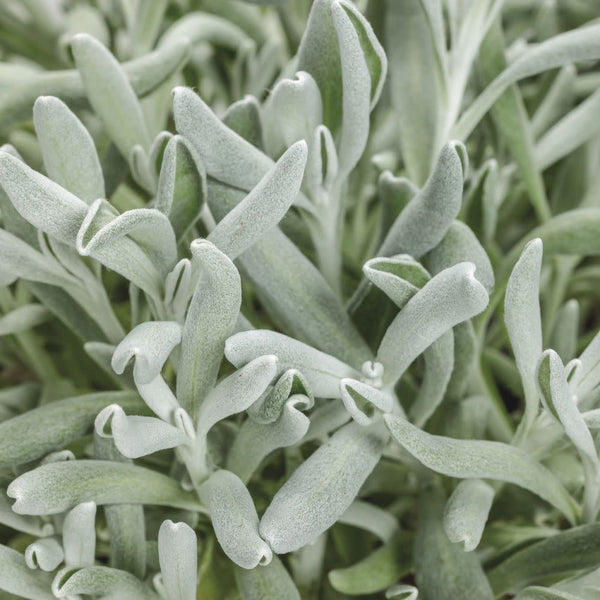 Didelta | Silver River™ | Proven Winners® Annuals – Proven Winners