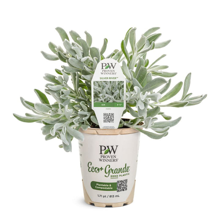 Silver River™ Didelta | Proven Winners® New Variety 2026