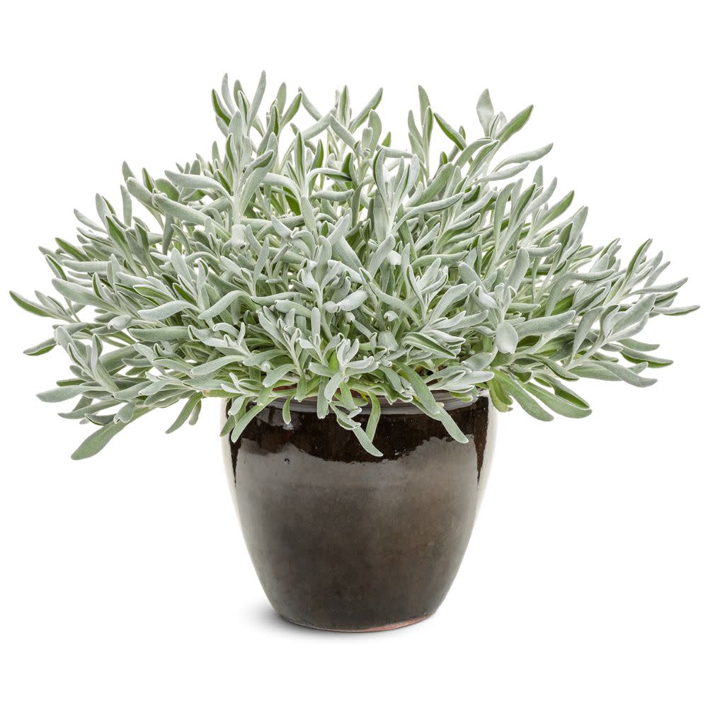 Didelta | Silver River™ | Proven Winners® Annuals – Proven Winners